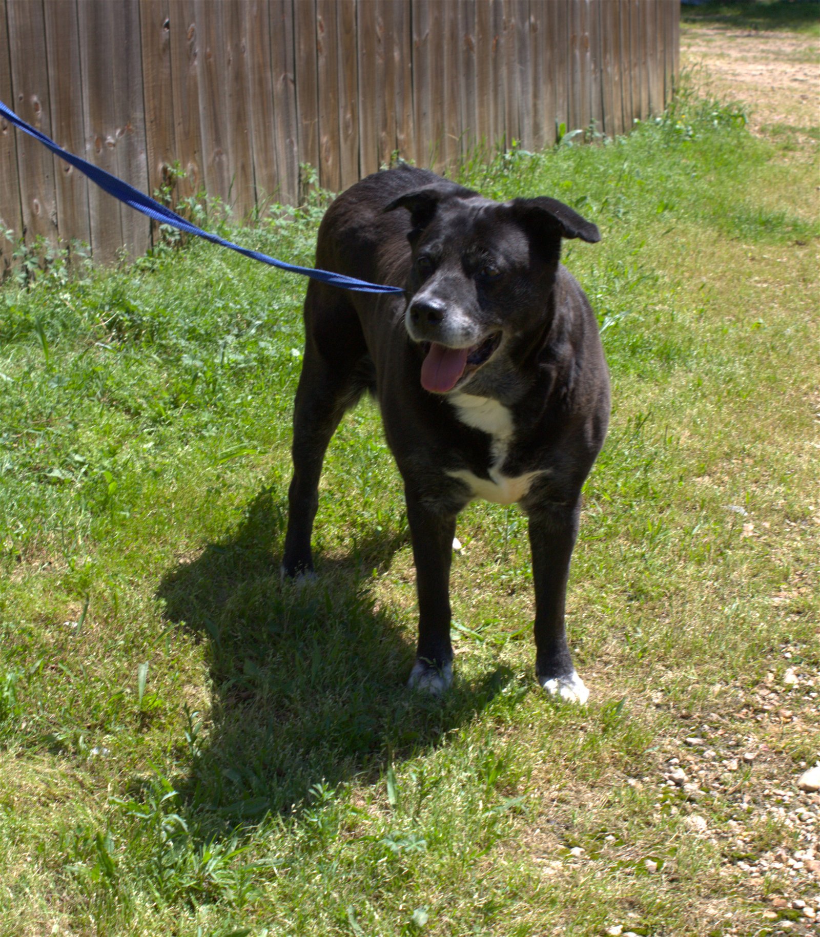adoptable Dog in Jackson, MS named Marla