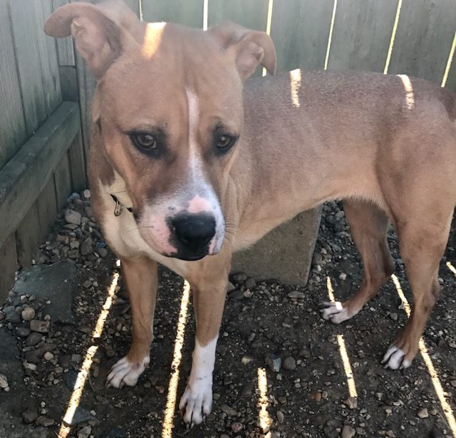 adoptable Dog in Jackson, MS named Irma