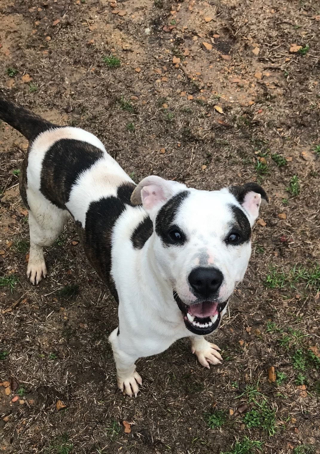 adoptable Dog in Jackson, MS named Rosemary
