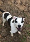 adoptable Dog in jackson, MS named Rosemary