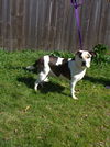 adoptable Dog in , MS named Rosemary