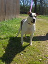 Rosemary - Photo 2