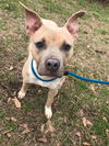 adoptable Dog in , MS named Allison