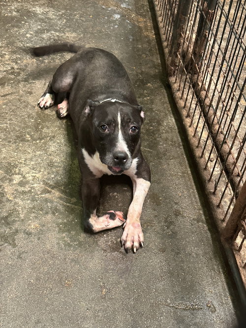 MERCEDES - American Bulldog available for adoption