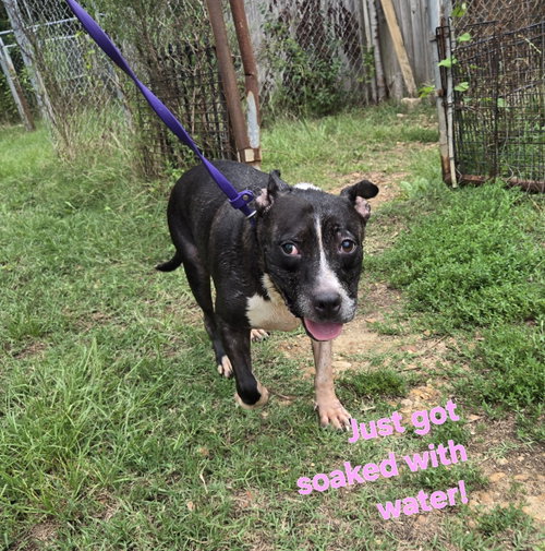 Mercedes, a dog for adoption from Animal Rescue Fund of MS