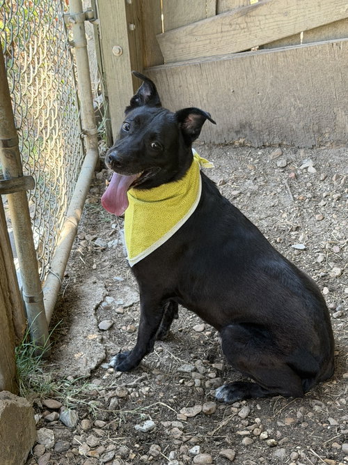 Roxie, a dog for adoption from Animal Rescue Fund of MS