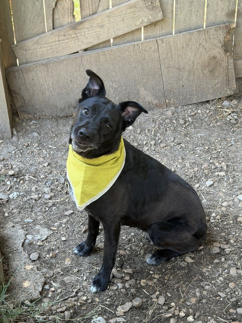 Photo 2 of Roxie
