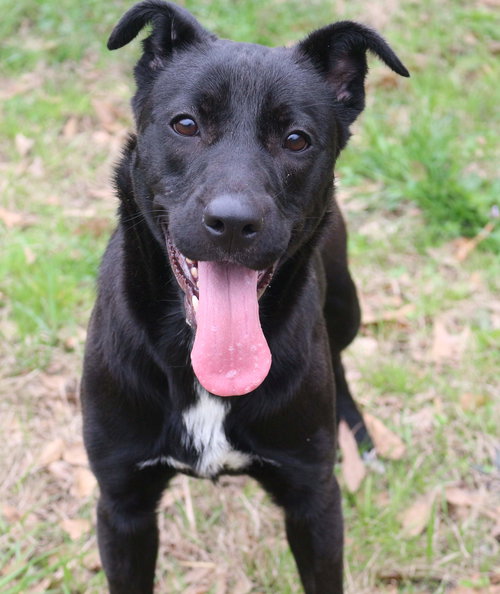 ROXIE - Labrador Retriever available for adoption