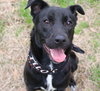 Roxie - Photo 2