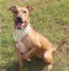 adoptable Dog in , MS named Taylor