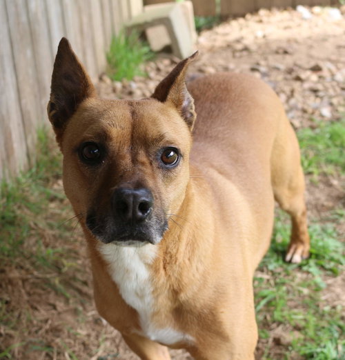 NEMO - Unknown available for adoption