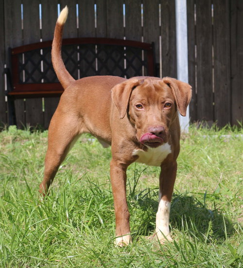 WILLIE GUYTON - Unknown available for adoption