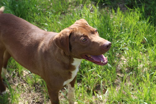WILLIE GUYTON - Unknown available for adoption