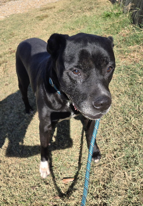 DENALI - Labrador Retriever / Staffordshire Bull Terrier available for adoption