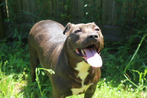CHAKA KHAN - Terrier available for adoption
