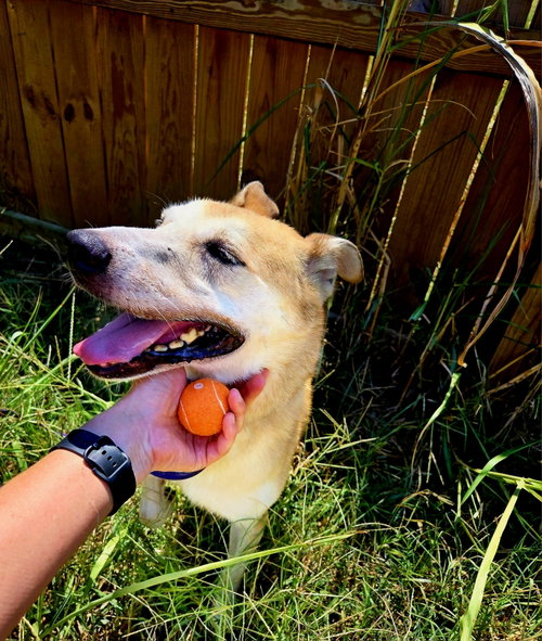 Cheerio, a dog for adoption from Animal Rescue Fund of MS