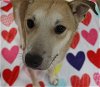 adoptable Dog in , MS named Cheerio