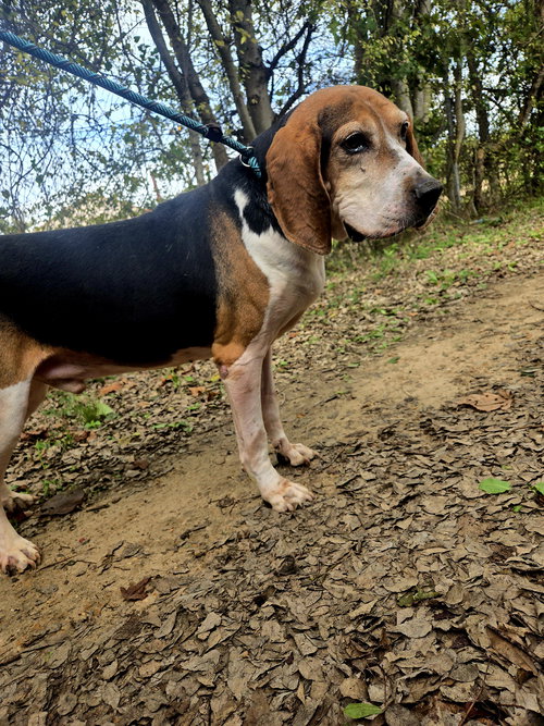 animal-image