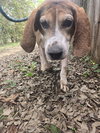 Rocko - Photo 3