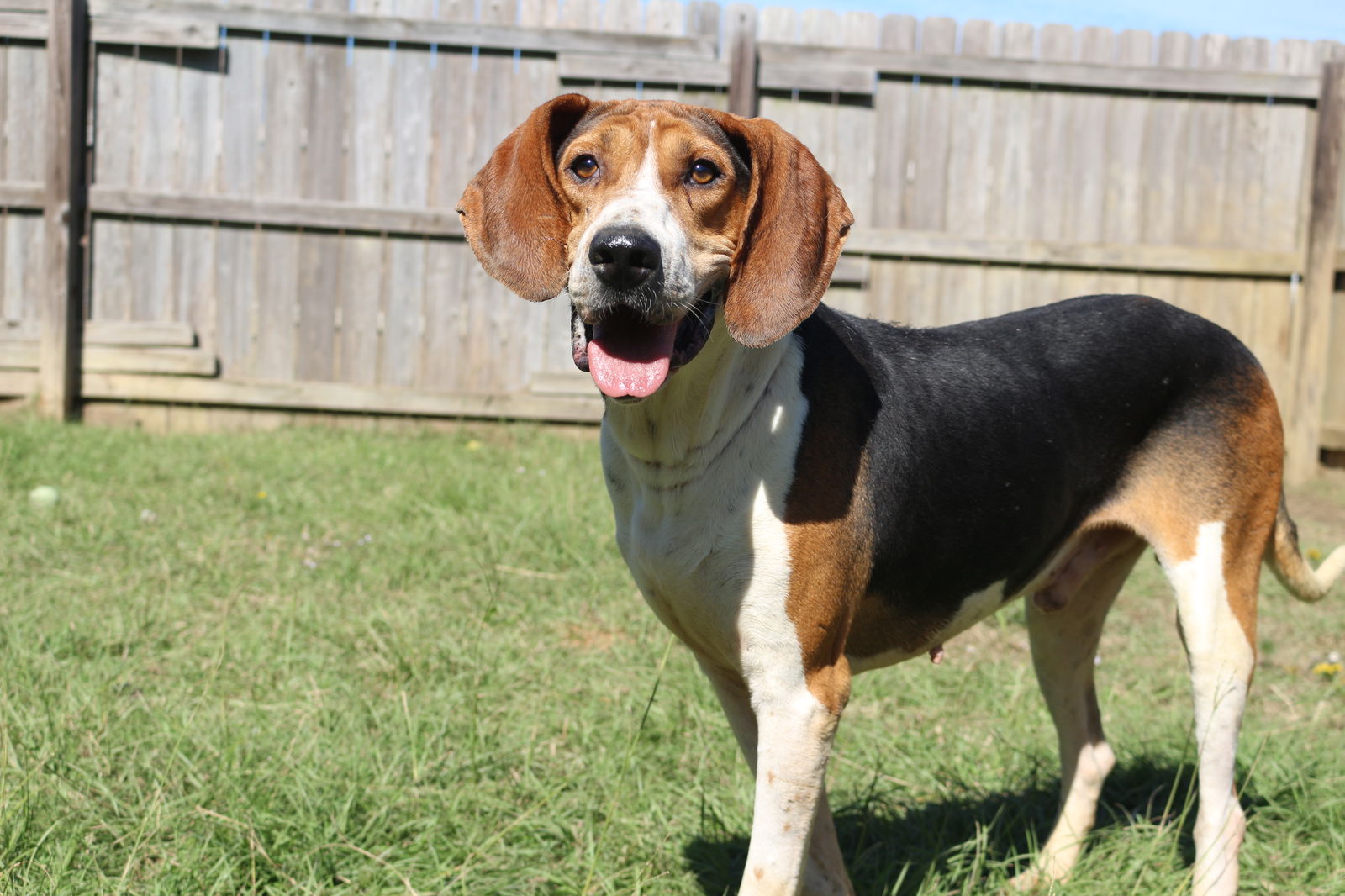 adoptable Dog in Jackson, MS named Rocko