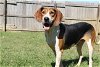 adoptable Dog in , MS named Rocko
