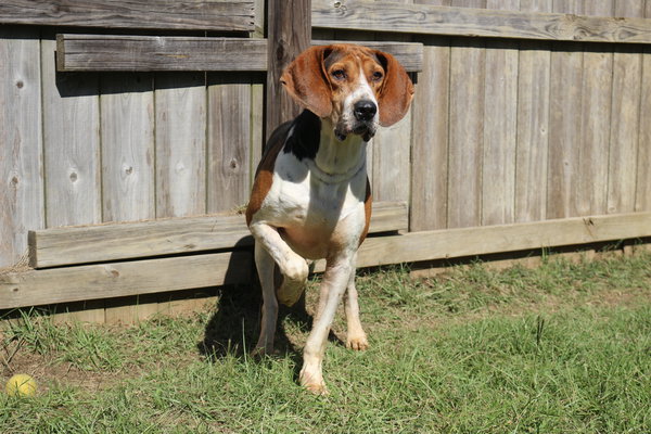 Rocko