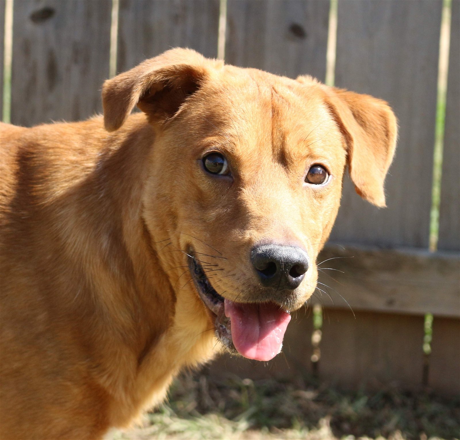 adoptable Dog in Jackson, MS named Deuce