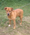 adoptable Dog in  named Deuce