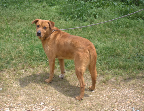 DEUCE - Labrador Retriever available for adoption
