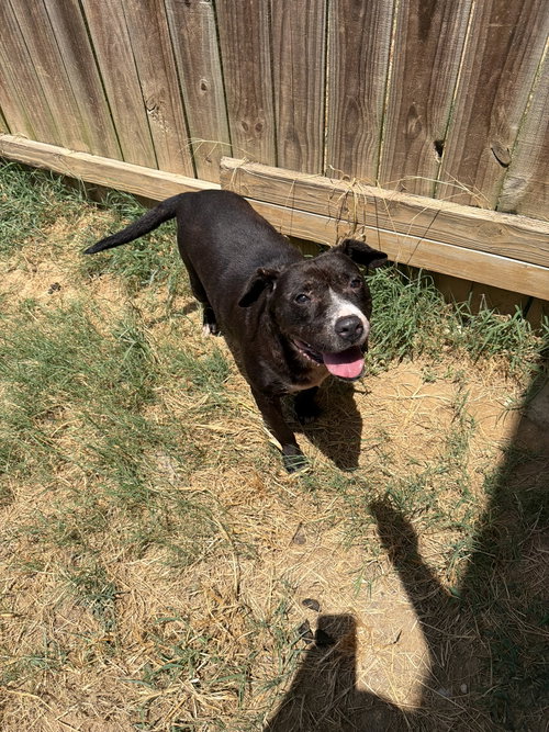 Poncho, a dog for adoption from Animal Rescue Fund of MS