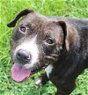 adoptable Dog in , MS named Poncho