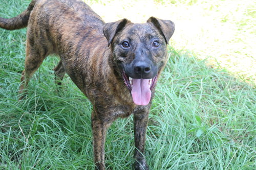 LITTLE DEBBIE - Unknown available for adoption
