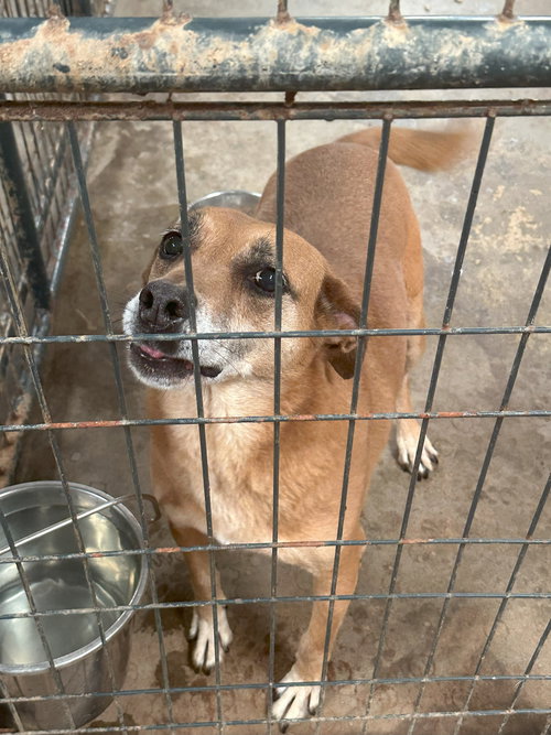 COCO PUFF - Shepherd available for adoption