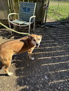 Coco puff - Photo 1