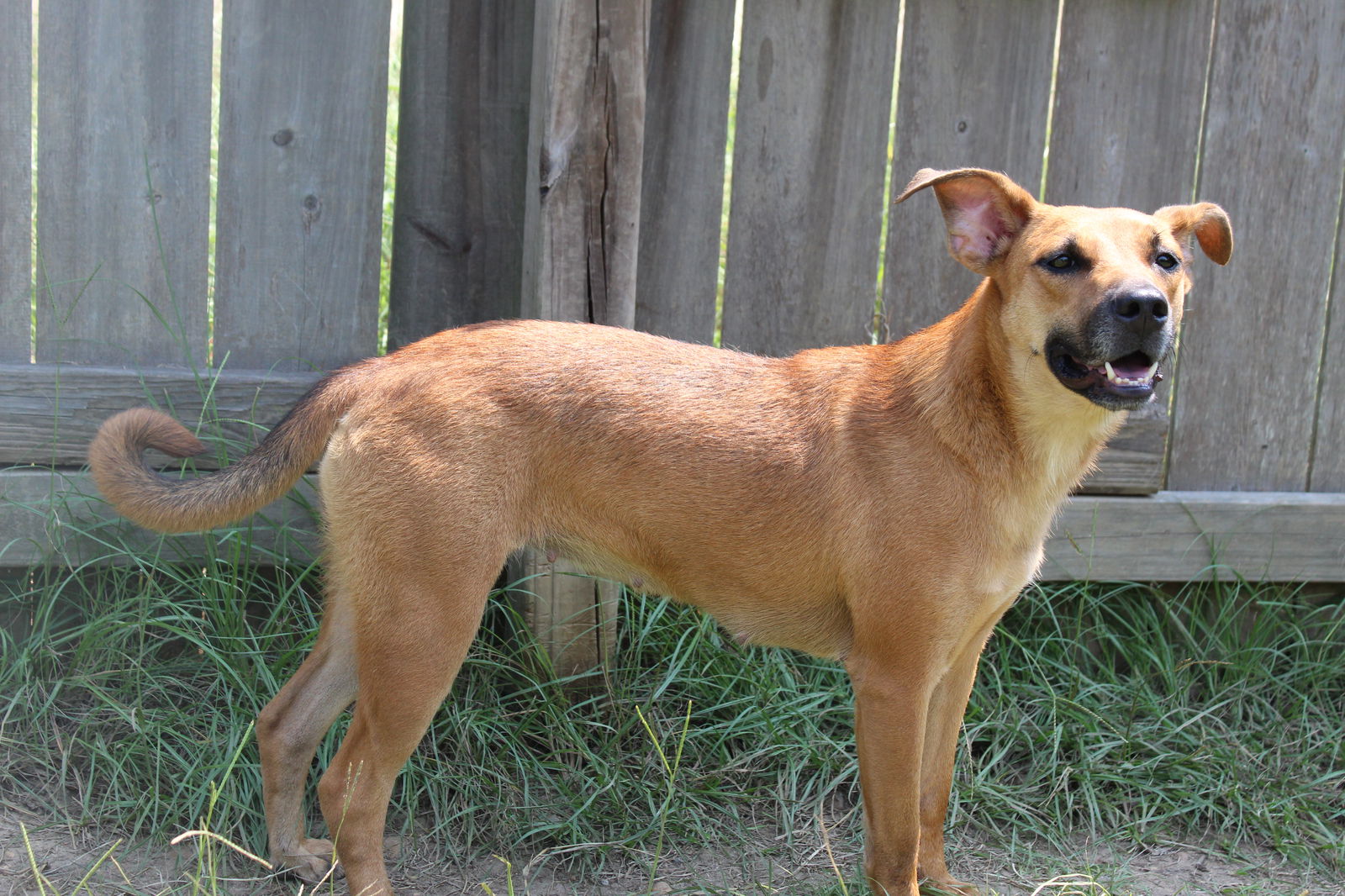 adoptable Dog in Jackson, MS named Coco puff