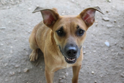 Photo 6 of Coco puff