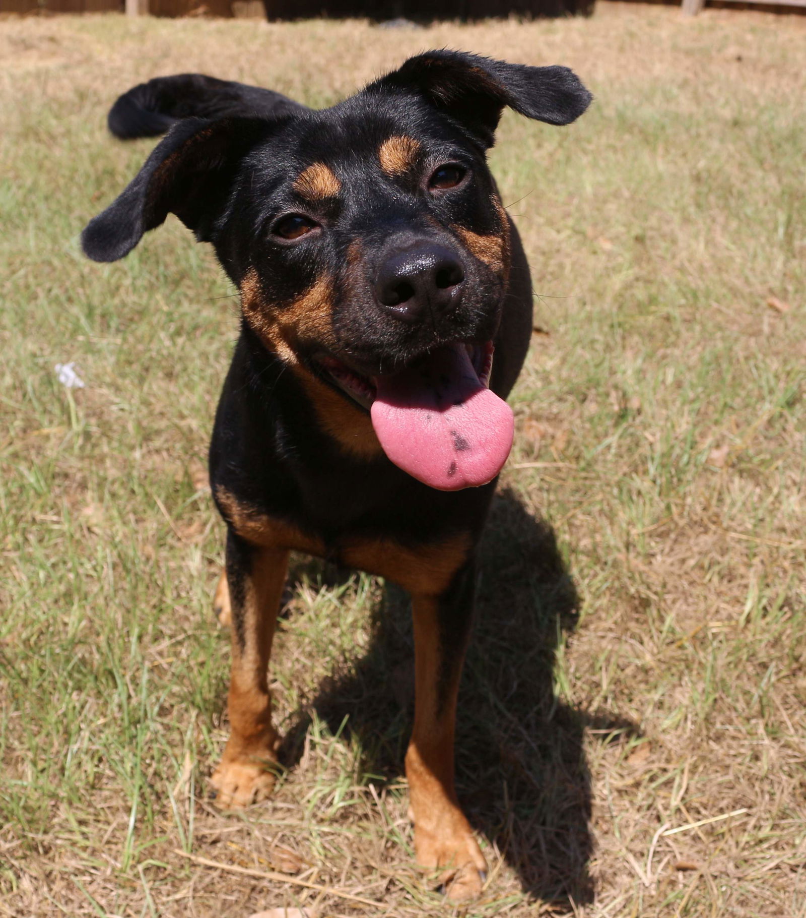 adoptable Dog in Jackson, MS named Frannie