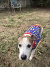Dempsey - Photo 1