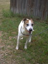 Dempsey - Photo 3