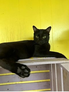 adoptable Cat in Jackson, MS named MDOT