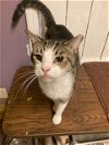 adoptable Cat in jackson, MS named Tip