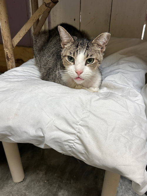 TIP - Domestic Short Hair available for adoption