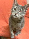 adoptable Cat in , MS named Tinkerbell