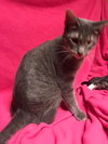 Tinkerbell - Photo 2