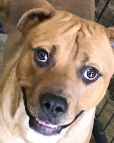 TRACE - Hound available for adoption