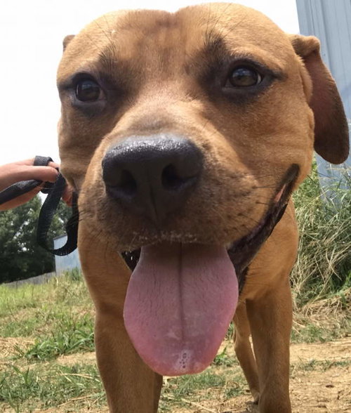 TRACE - Hound available for adoption