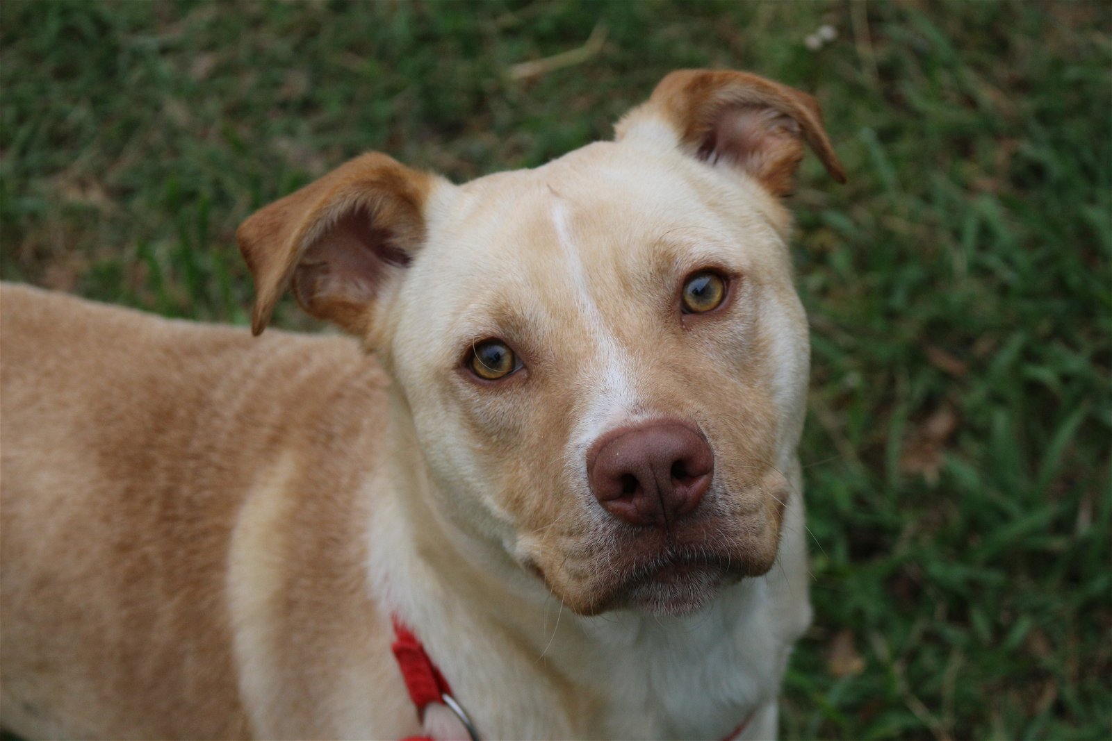 adoptable Dog in Jackson, MS named Yukon