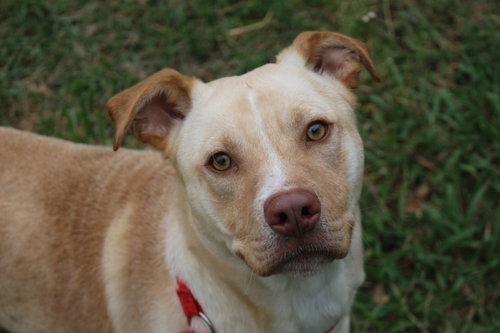 YUKON - Labrador Retriever available for adoption