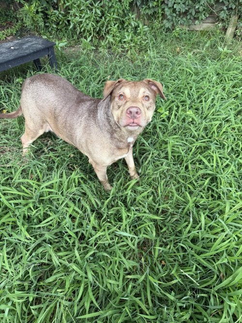 NEHEMIAH - Unknown available for adoption