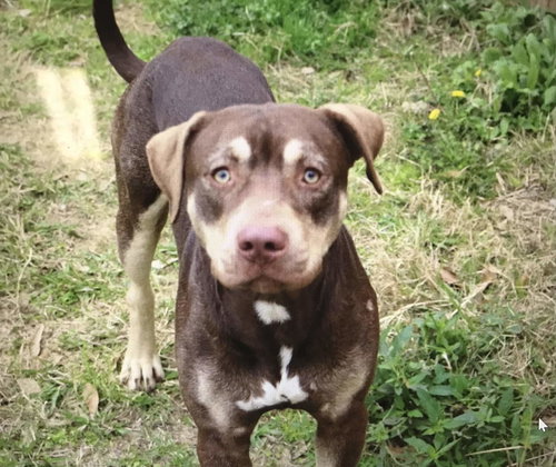 NEHEMIAH - Unknown available for adoption